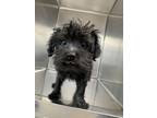 Adopt 56547104 a Yorkshire Terrier, Mixed Breed