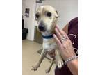 Adopt Mike a Dachshund, Mixed Breed