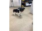 Adopt 56550091 a Shih Tzu, Mixed Breed