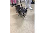 Adopt Kobey a Yorkshire Terrier, Mixed Breed