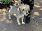 Adopt Jasper a Schnauzer, Mixed Breed