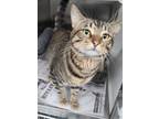 Adopt Skipper a Domestic Short Hair