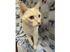 Adopt Bismarck a Siamese, Domestic Short Hair