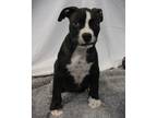 Adopt Ratchet a Pit Bull Terrier