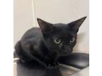 Adopt Yield a Domestic Short Hair