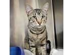 Adopt Sol a Domestic Short Hair