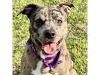 Adopt Tristan a Catahoula Leopard Dog, Mixed Breed