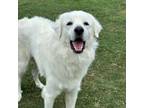 Adopt Scott Pilgrim a Great Pyrenees