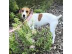 Adopt Rango a Jack Russell Terrier, Mixed Breed