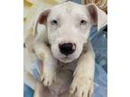 Adopt Baby Boy a Terrier, Mixed Breed