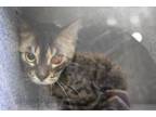 Adopt Thanos a Domestic Short Hair