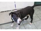 Adopt Ace a Pit Bull Terrier, Mixed Breed