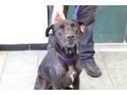 Adopt London a Labrador Retriever, Mixed Breed
