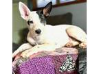 Adopt Pickles a Australian Cattle Dog / Blue Heeler, Shepherd