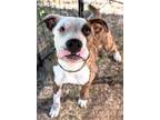 Adopt Brock a Mixed Breed