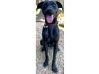 Adopt Mounds a Mixed Breed