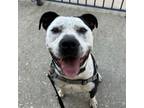 Adopt Spade a Pit Bull Terrier, Mixed Breed