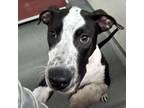 Adopt Kelce a Pit Bull Terrier, Hound