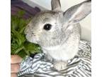 Adopt Bun Bun a Chinchilla
