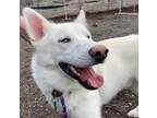 Adopt Frost a Siberian Husky, Mixed Breed