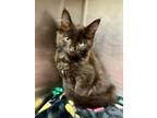 Adopt Jester a Domestic Medium Hair, Domestic Short Hair