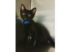 Adopt Jafar a Domestic Short Hair