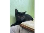 Adopt Allen a Domestic Medium Hair, Domestic Short Hair