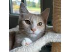 Adopt Forest a Domestic Short Hair