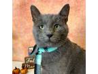 Adopt Baloo a Domestic Short Hair