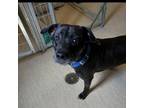Adopt Peanut Butter a Mixed Breed