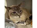 Adopt Pawpaw a Siamese, Domestic Short Hair