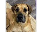 Adopt Winston a Great Dane