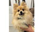 Adopt Cosmo a Pomeranian