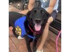 Adopt Angus a Black Labrador Retriever