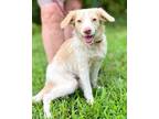 Adopt Tug a Spaniel