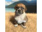 Adopt Wishbone a Mixed Breed