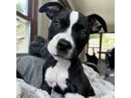 Adopt Mack a Mixed Breed