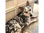 Adopt Boots a Mixed Breed