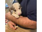 Adopt Bennie a Mixed Breed