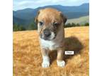 Adopt Thor a Mixed Breed