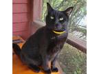 Adopt Walle a Domestic Short Hair