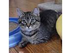 Adopt Brown Sugar a Domestic Short Hair