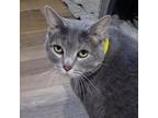Adopt Drix a Domestic Short Hair