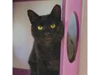 Adopt Tip - Lap Cat a Domestic Short Hair