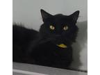 Adopt Opie a Domestic Long Hair