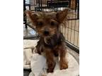 Adopt YODIE a Yorkshire Terrier