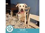 Adopt Yeti (Cartoon Cuties) 072024 a Labrador Retriever, Shepherd