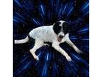 Adopt Aldrin a Standard Poodle