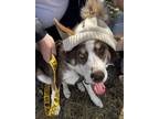 Adopt Quasimodo a Husky