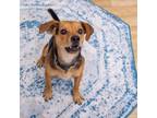 Adopt Saffron a Jack Russell Terrier